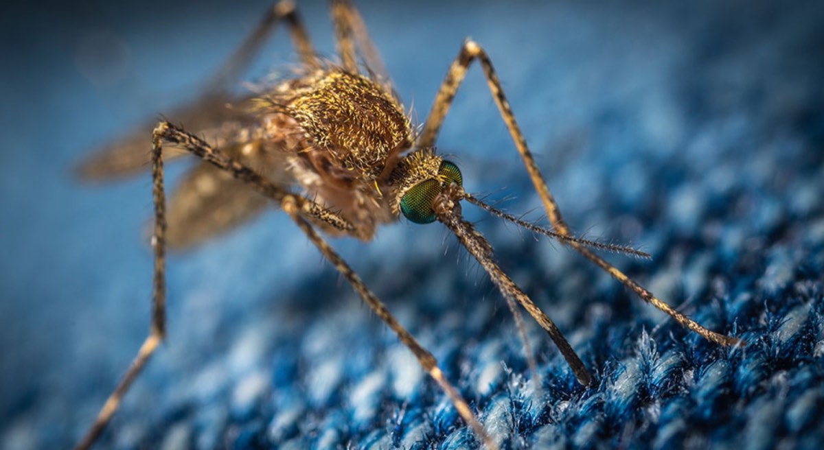 Mosquito on blue jeans