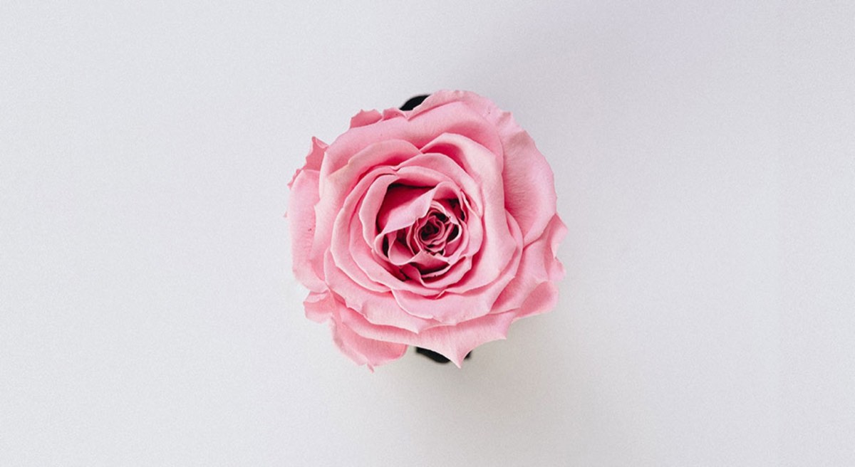 Pink Rose