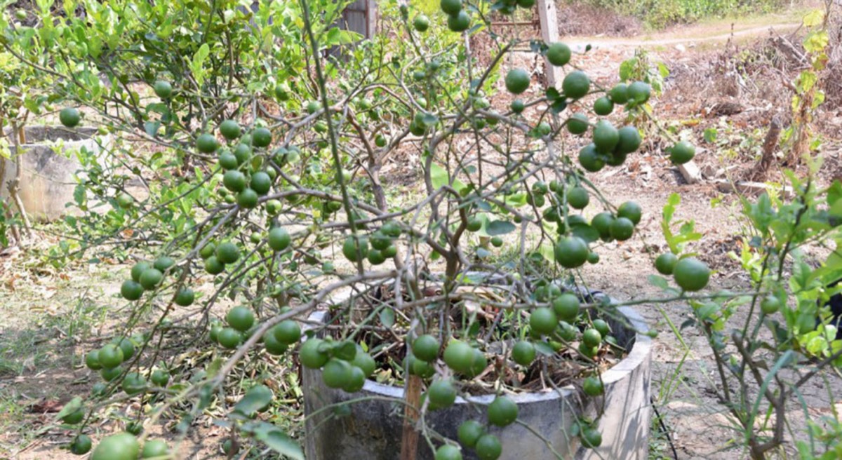 Lemon Tree without Leaves