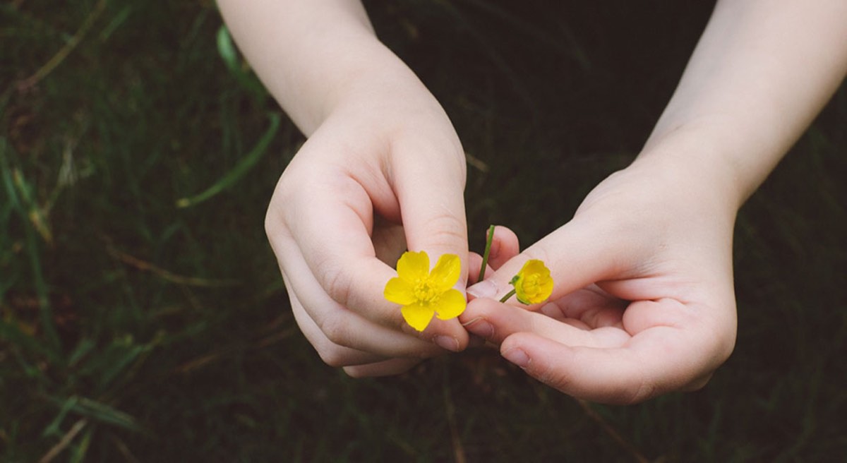 Kids Hand holding Yellow flowers