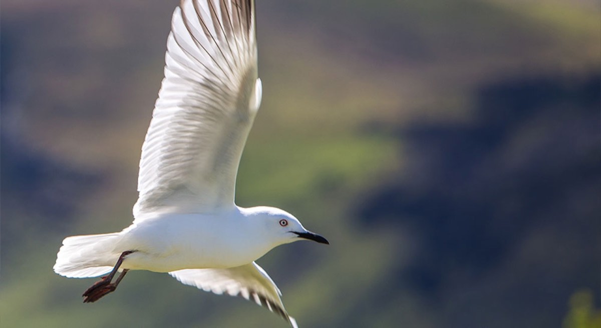 White Bird flying