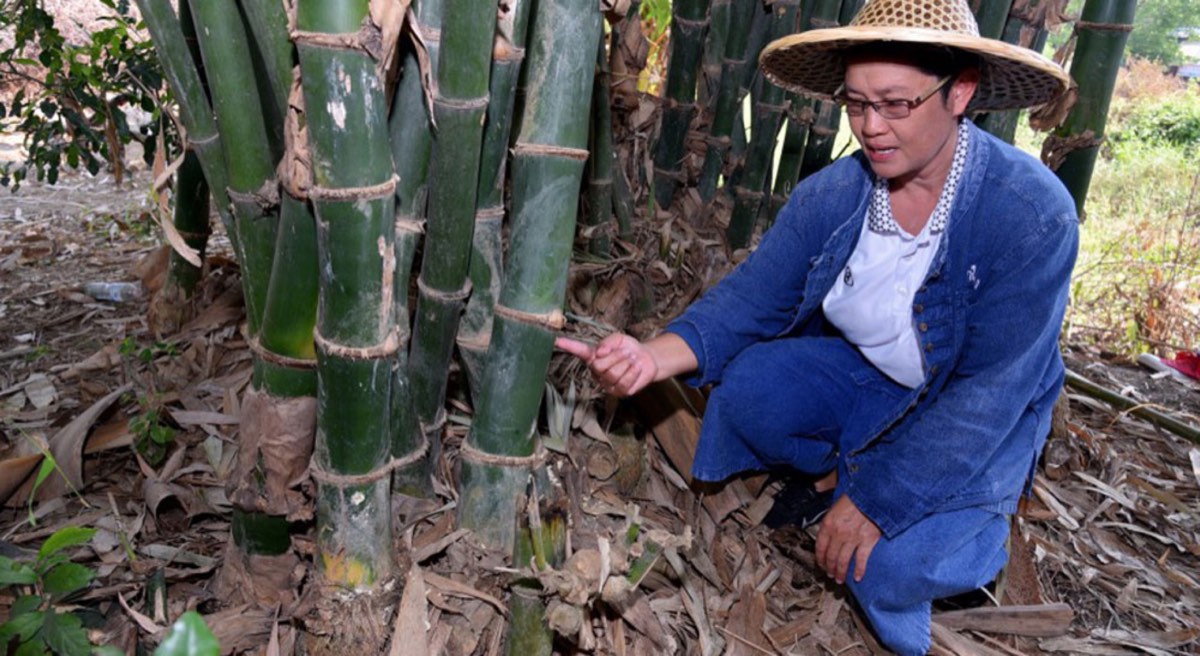 Duangsamorn-Wonglaya sit front of her bamboo