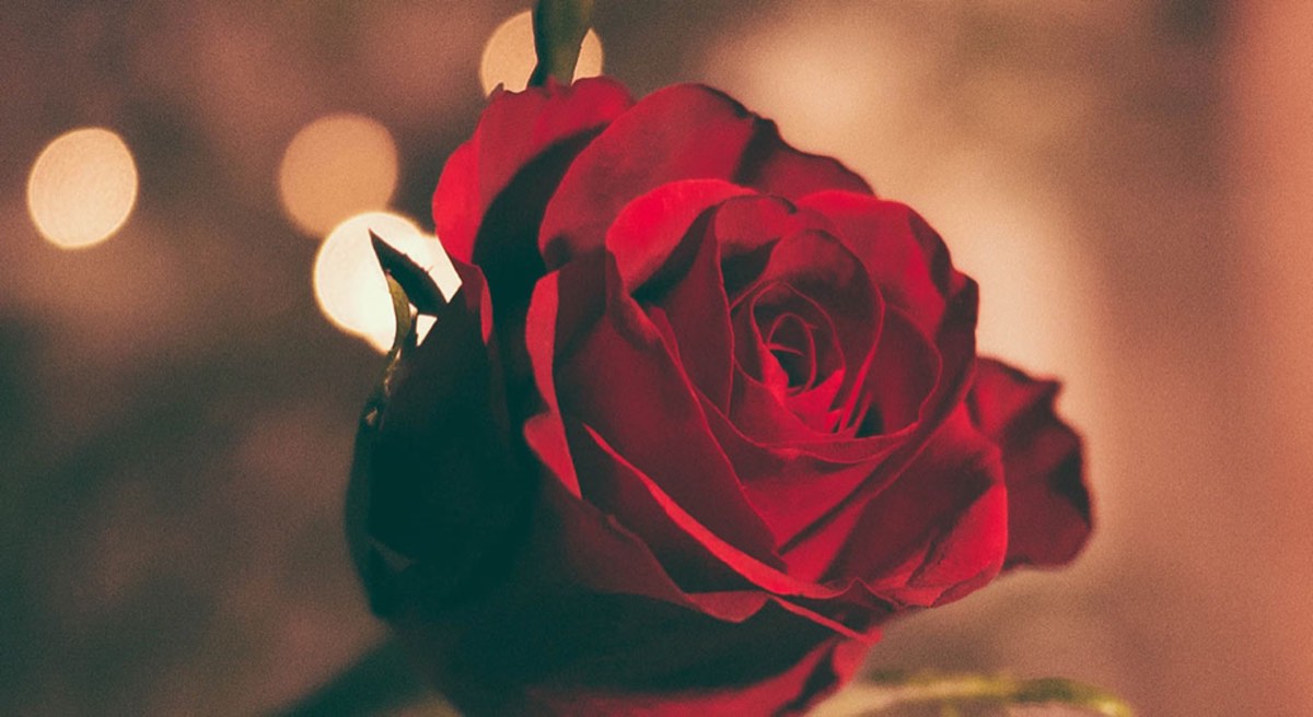 Red Rose